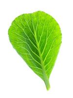 Chinese kale leaf photo