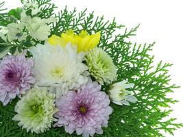 Close up Chrysanthemum flower. photo