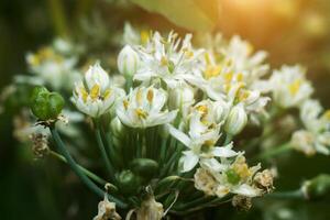 Chinese Chives flower. photo