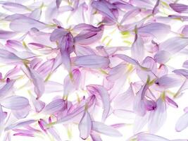 Close up petal of Chrysanthemum flower. photo