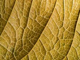 The surface of the leaf is brown. photo