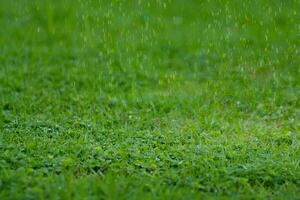 Grass on a rainy day photo