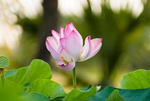 rosado loto flor son floreciente foto