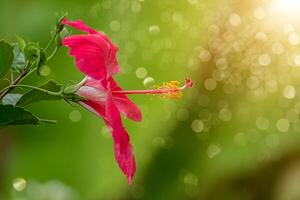 red hibiscus flowers and yellow stamens. photo