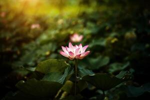 pink lotus flower are blooming photo