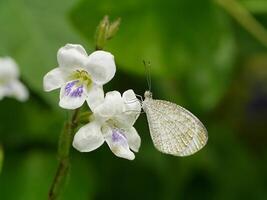 White butterfly on white flower. photo
