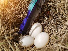 Three eggs in bird's nest and feather. photo