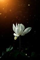 hermosa flor de loto blanca foto
