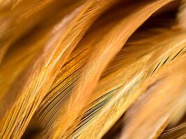 Close up abstract feather background photo