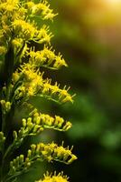 cerca arriba de solidago canadensis flor. foto