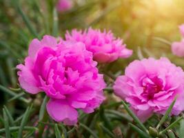 portulaca grandiflora flor. foto