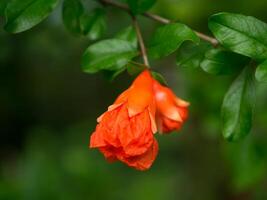 The flower of Pomegranate fruit. photo