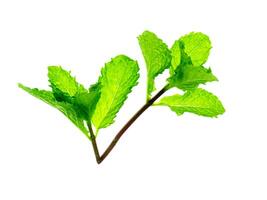 peppermint leaf on white background. photo