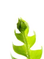 Close up fern leaf on white background. photo