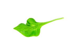 watercress leaf on white background. photo