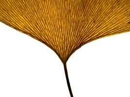 Dried ginkgo leaves photo