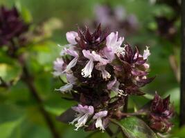 Sweet Basil, Thai Basil photo