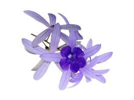 Purple Wreath flower. photo