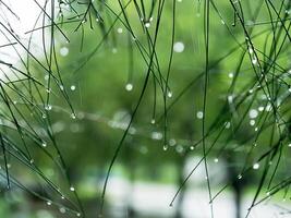 Pine leaf with water drop. photo