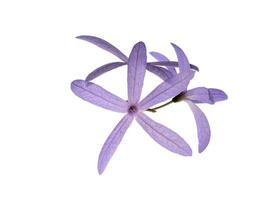 púrpura guirnalda flor. foto