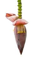 banana flower on white background. photo