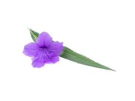 Ruellia tuberosa flower. photo