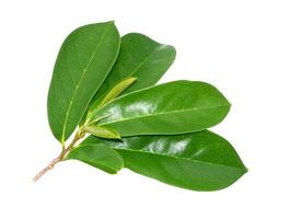 Soursop leaf on white background. photo