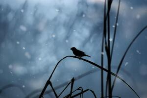 One lone bird is on a leaf in winter. photo