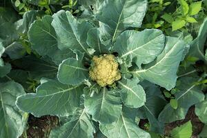 Cauliflower in agricultural plots photo