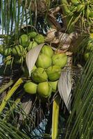 Green coconut on tree. photo