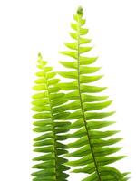 Close up fern leaf on white background. photo