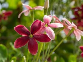 Close up of Combretum indicum flower. photo