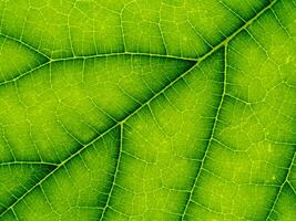 Close up green leaf wallpaper. photo