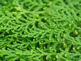 Green leaf of Chimese Arborvitae photo