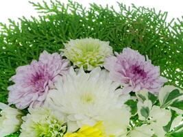 Close up Chrysanthemum flower. photo