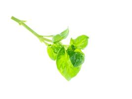 watercress leaf on white background. photo