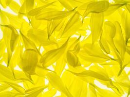 Close up petal of Chrysanthemum flower. photo