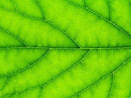 Close up green leaf wallpaper. photo