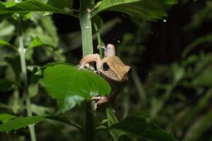 brown tree frog photo