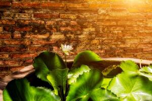 Waterlily and green leaf photo