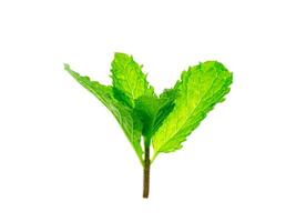 peppermint leaf on white background. photo