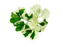 Ming aralia alkaline leaf photo