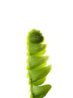 Close up fern leaf on white background. photo