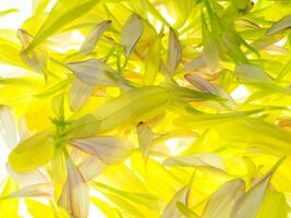 Close up petal of Chrysanthemum flower. photo