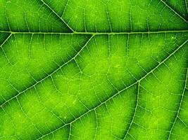 Close up green leaf wallpaper. photo