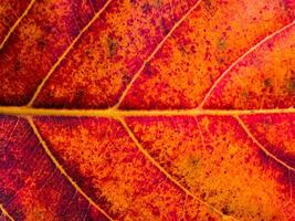 Close up leaf wallpaper. photo