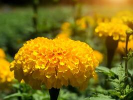 Yellow marigolds flower in the garden. photo