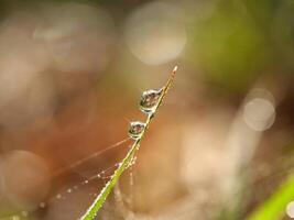 Dew drops on grass photo