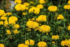 Yellow marigolds flower in the garden. photo