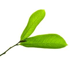 Soursop leaf on white background. photo